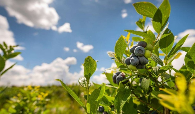 Largest organic private plantation in Romania